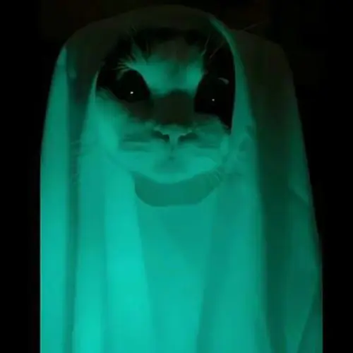 Gambar 09. PP WA Kucing Gokil cosplay hantu