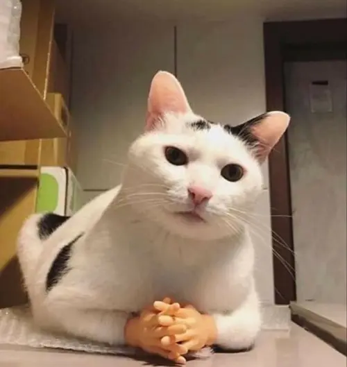 Gambar 13. PP WA Kucing Gokil duduk santai berpose
