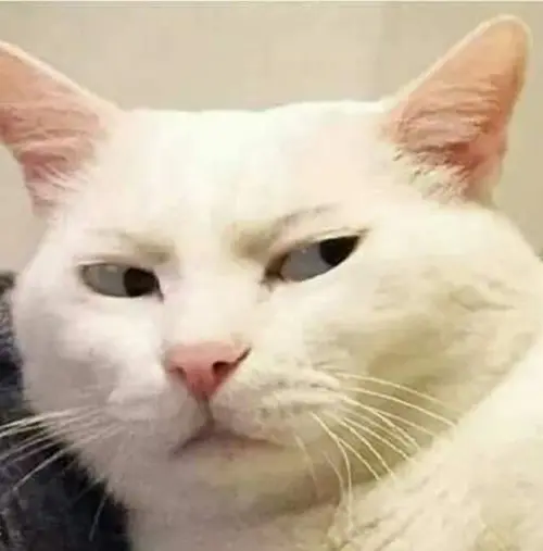 Gambar 15. PP WA Kucing Gokil jutek