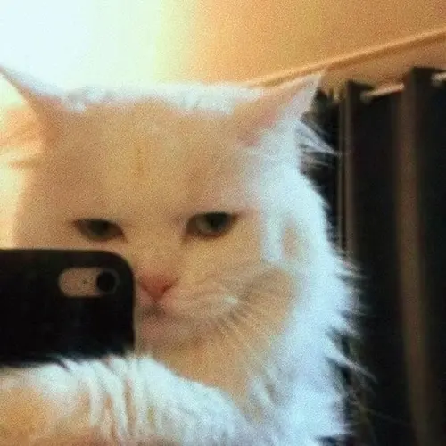 Gambar 19. PP WA Kucing Gokil mirror selfie