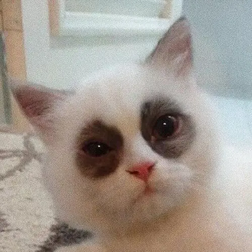 Gambar 21. PP WA Kucing Gokil mata hitam