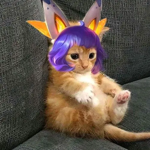Gambar 23. PP ML Lucu Kocak Kucing kecil Nana